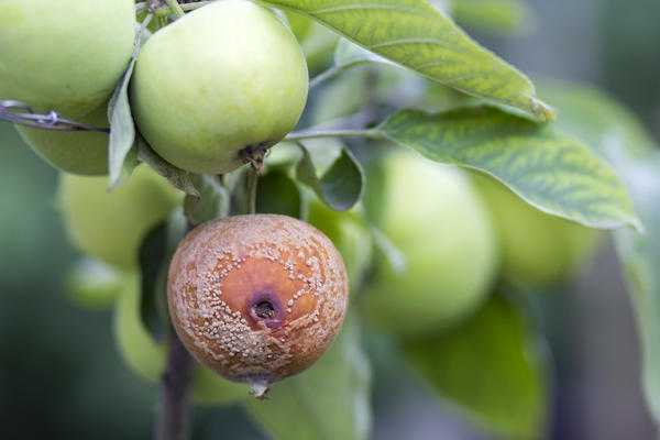 Защита растений от вредителей и болезней без ядов