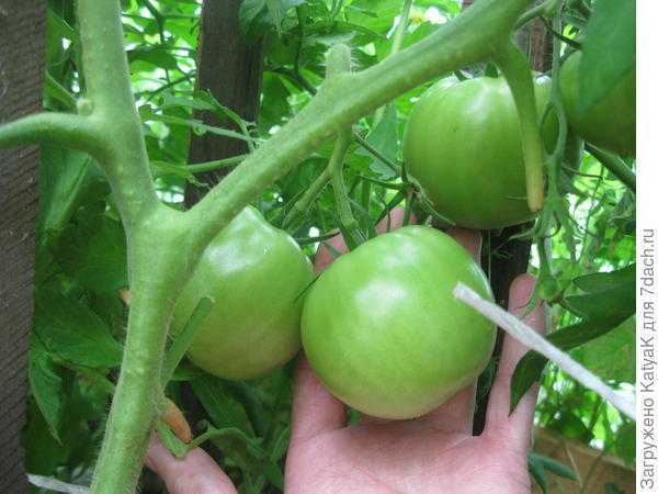 Фитофтора на томатах: спасаем урожай