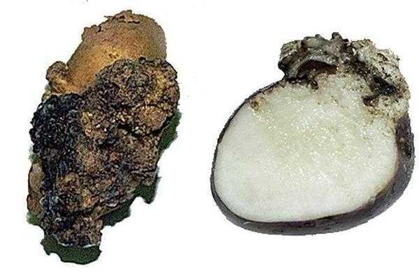 Болезни картофеля: грибные и бактериальные гнили