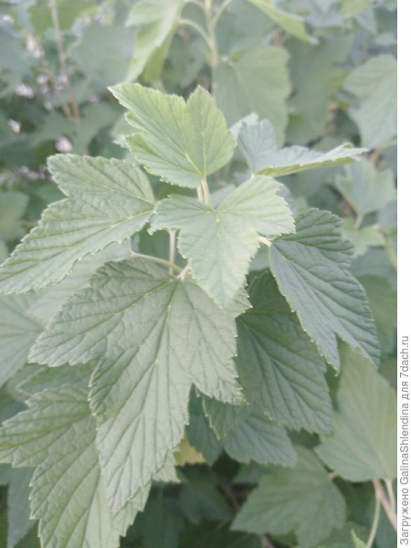 Надежная защита от болезней растений - биопрепарат "Серебромедин"