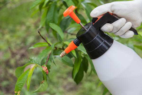 Грибные болезни: как защитить растения без фунгицидов
