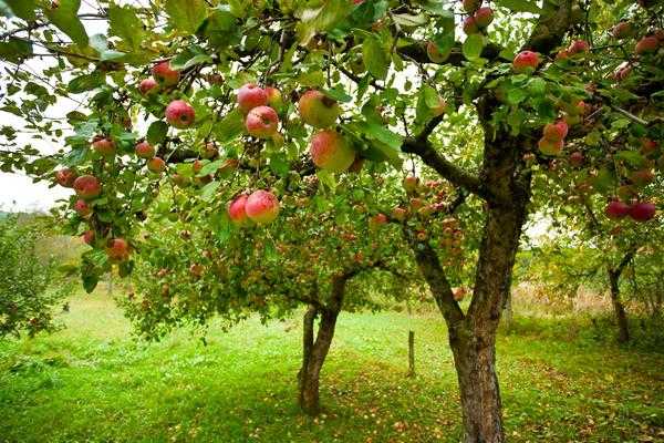 Болезни плодовых деревьев: 6 основных причин