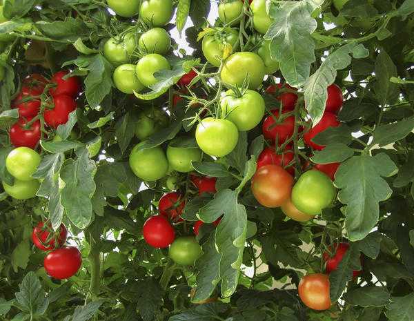 Чем опрыскать томаты от фитофторы: 20 копеечных средств