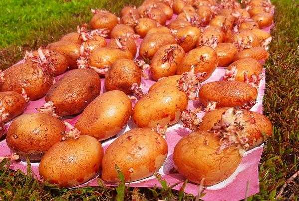 Колорадский жук останется ни с чем: системная защита картофеля на весь сезон