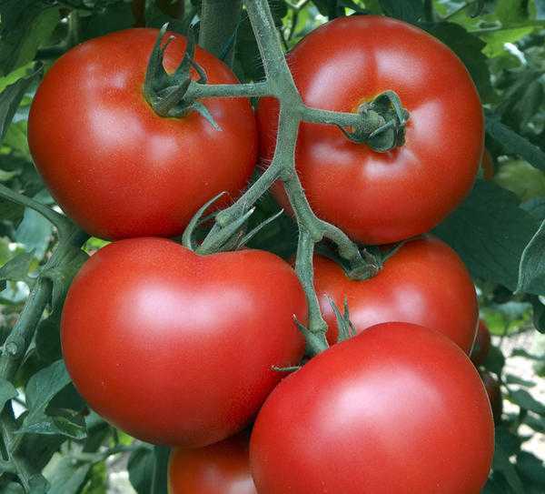 «Байкал ЭМ-1» против фитофтороза томатов: результаты исследований