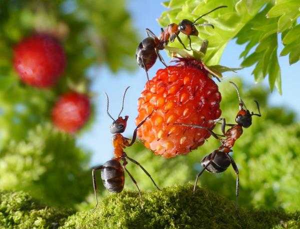 Муравьи: гуманные методы борьбы с муравьями