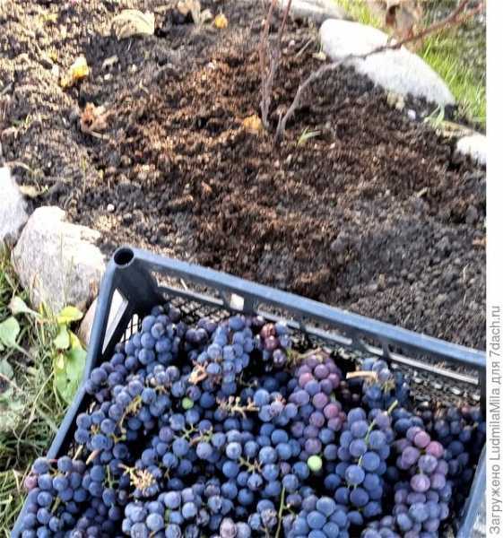 Как подготовить виноград к зимовке на Северо-Западе. Рекомендации, фото