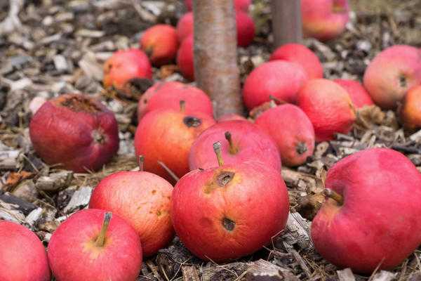 Яблонная плодожорка: способы борьбы и профилактики