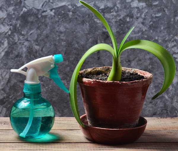 Мошки в комнатных растениях: какие бывают и как избавиться