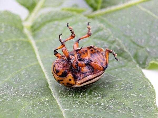 Народные методы борьбы с колорадским жуком и его личинками