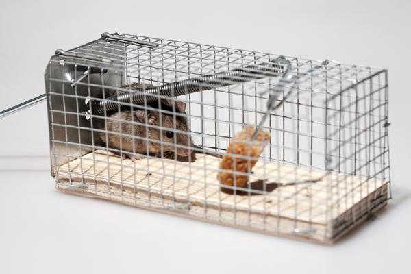 Как избавиться от мышей в доме: проверенные способы