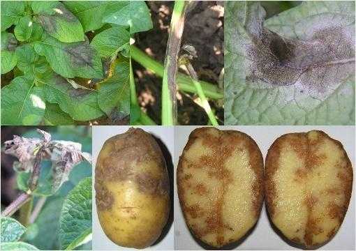 Болезни картофеля: грибные и бактериальные гнили