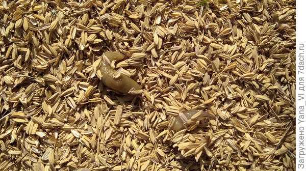 Защита посадок от слизней при помощи мульчирования рисовым отсевом
