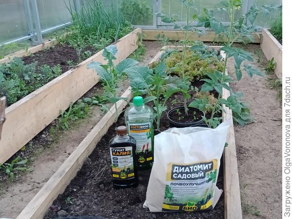 Сажаем томаты в теплицу и открытый грунт: сроки, подготовка почвы и другие нюансы