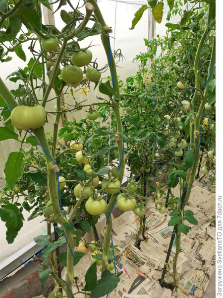 Йод для томатов в теплице: профилактика заболеваний и ускорение созревания плодов