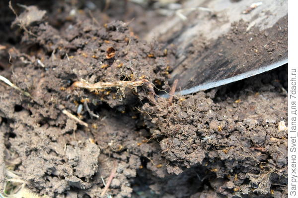 Тля и муравьи в моем саду: способы защиты от вредителей