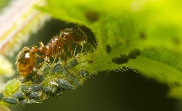 Тля и муравей - удивительная мирмекофилия