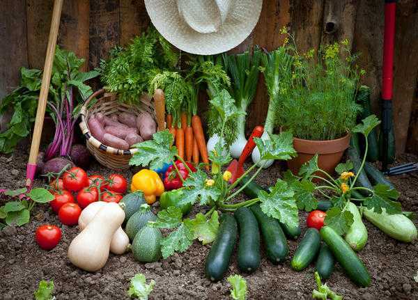 Как вырастить здоровый и полезный урожай: краткий курс органического земледелия