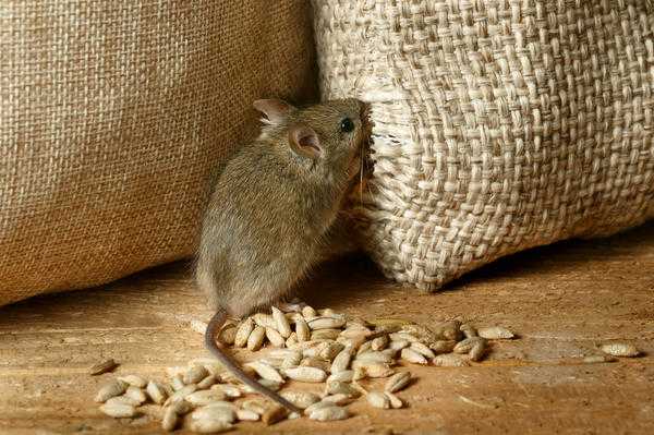 Как избавиться от мышей в доме: проверенные способы