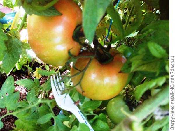 Фитофтороз у томатов: как с ним бороться, способы профилактики болезни. Фотографии