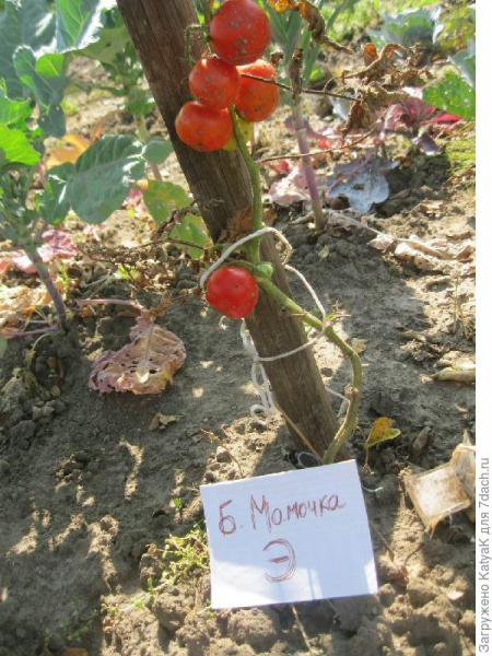 Тестирование препарата Экомик биоконструктор на томатах, огурцах и кабачках