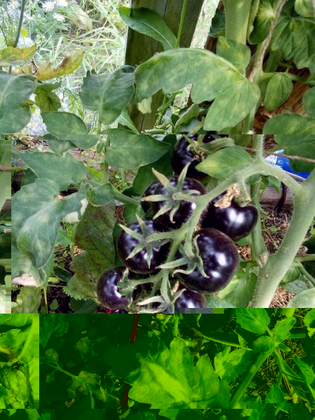 Выращивание томатов, устойчивых к фитофторозу: опыт члена клуба любителей дачи