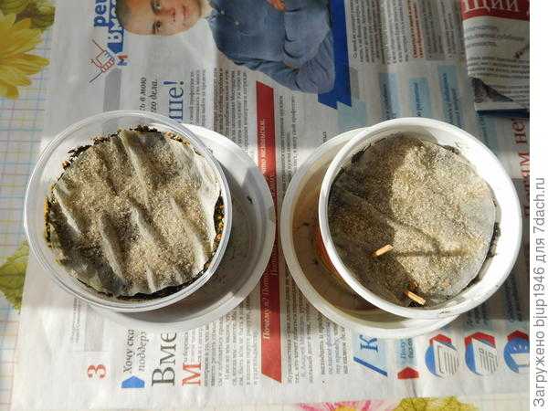 Выращивание душистого табака на участке - самый малозатратный способ борьбы с колорадским жуком