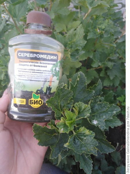 Надежная защита от болезней растений - биопрепарат "Серебромедин"