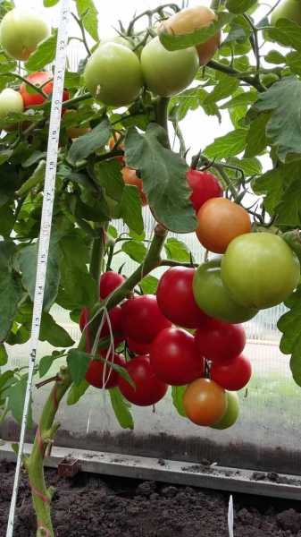 Отпор фитофторозу томатов: устойчивые сорта, уход и профилактика