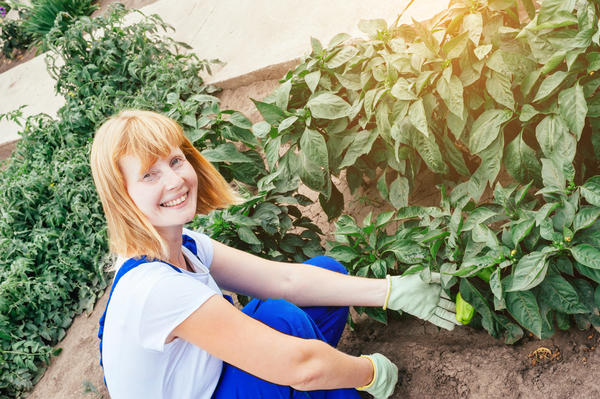 Мы открываем "Клуб любителей органического земледелия". Давайте учиться бережному садоводству вместе!