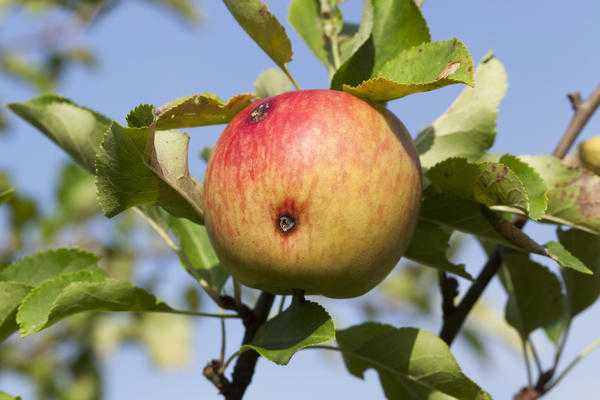 Яблонная плодожорка: способы борьбы и профилактики