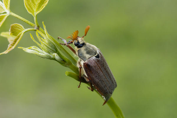 Хрущи (майские жуки): вред, методы борьбы