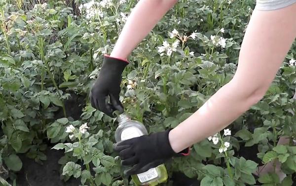 Защита картофеля от колорадского жука: обрабатываем клубни Командором +