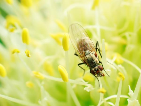 Луковая муха: вред, способы борьбы