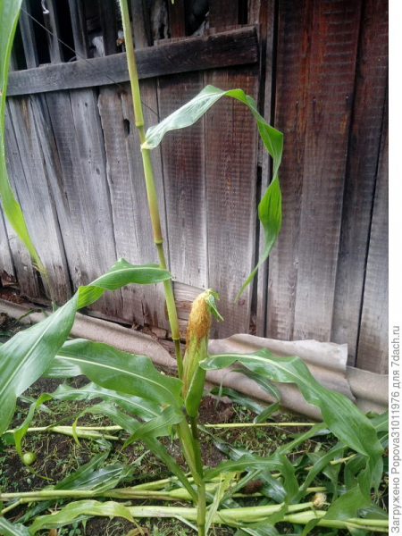 Вырастила кукурузу, несмотря на холодное лето. Спасибо "Трихопланту"!