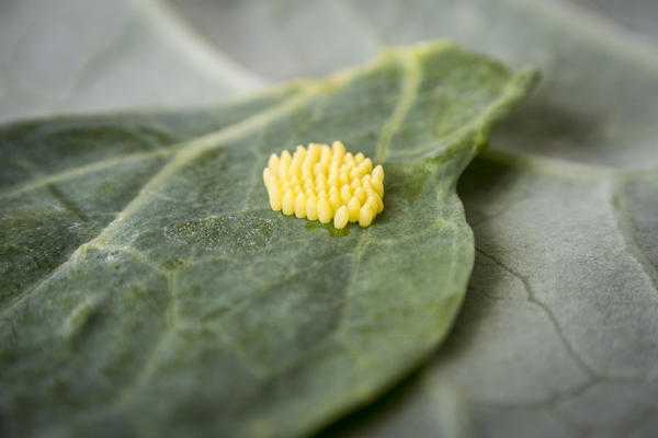 Гусеницы на капусте бывают разные: как определить вредителя и избавиться от него