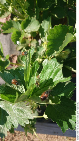 Необычный способ защиты растений от майских жуков и хрущей. Видео