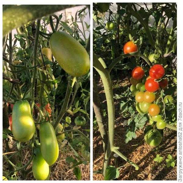 Урожай томатного царства от "Русского Огорода" собран!