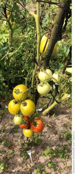 Урожай томатного царства от "Русского Огорода" собран!