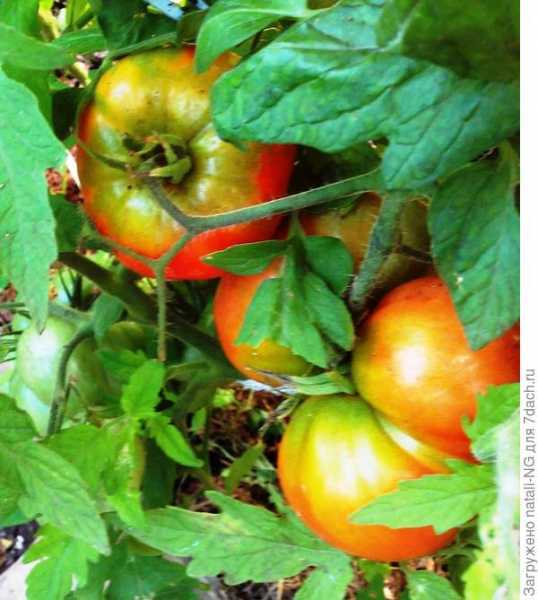 Фитофтороз у томатов: как с ним бороться, способы профилактики болезни. Фотографии