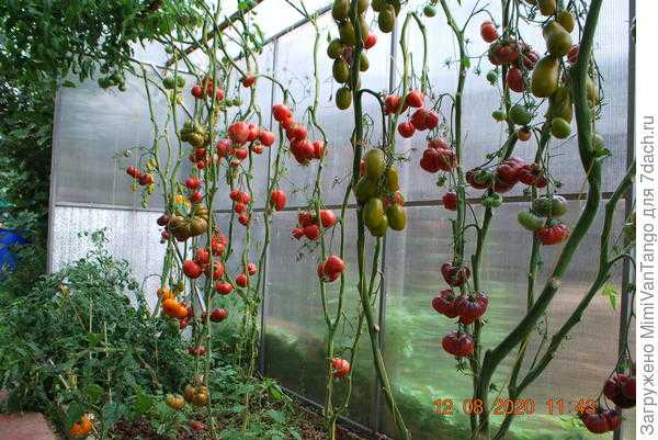 Томаты от "Русского Огорода" - урожайны в любую погоду