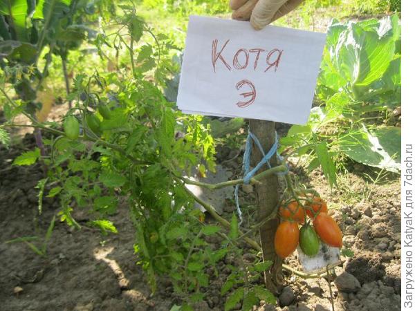 Тестирование препарата Экомик биоконструктор на томатах, огурцах и кабачках