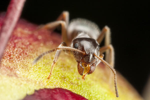 Домовые муравьи