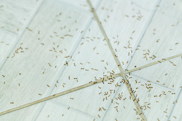 Домовые муравьи