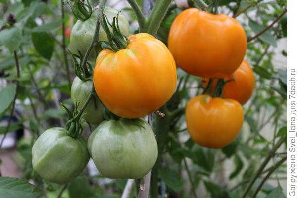 'Жозефина' F1, 'Черриводопад' F1, 'Оранжевое солнце' от "Аэлиты" - все томаты хороши, выбирай на вкус!