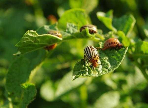 Народные методы борьбы с колорадским жуком и его личинками