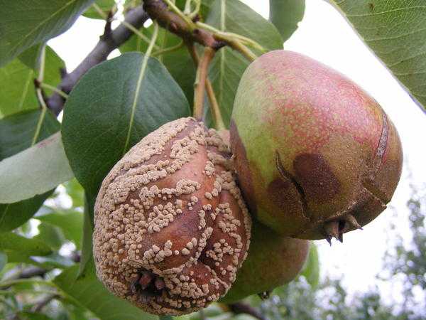 Болезни плодовых деревьев: влияние погодных условий