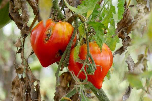 Отпор фитофторозу томатов: устойчивые сорта, уход и профилактика