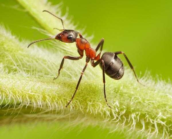Польза муравьев в саду и огороде