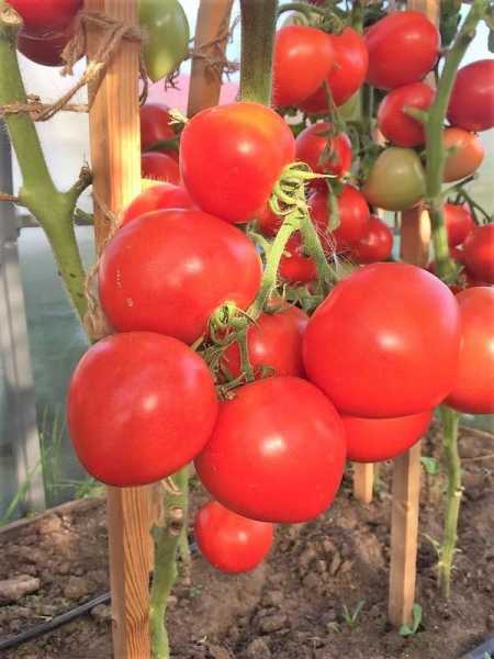Прикорневые и корневые гнили томатов: причины и помощь при заболевании